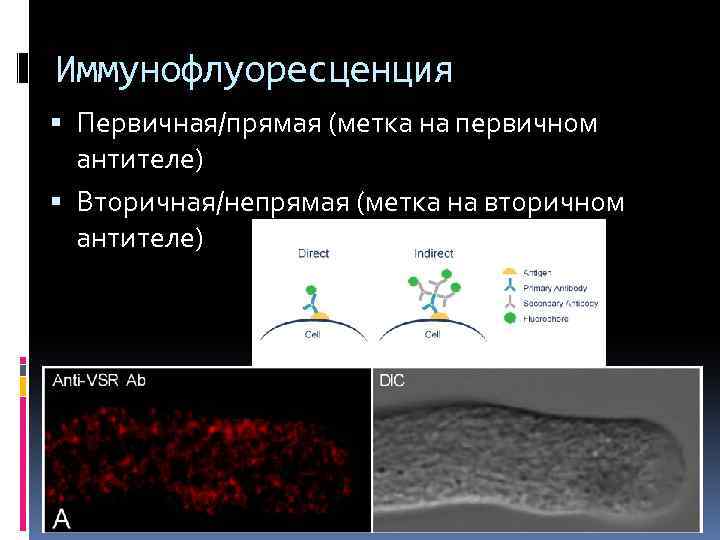 Иммунофлуоресценция Первичная/прямая (метка на первичном антителе) Вторичная/непрямая (метка на вторичном антителе) 