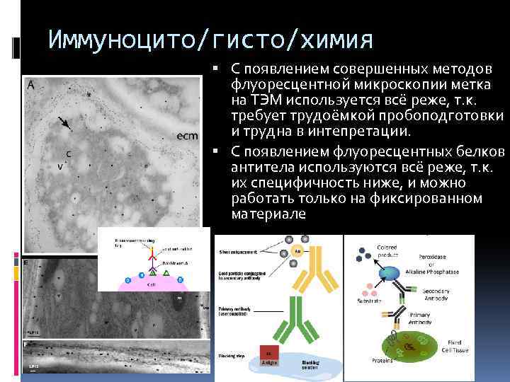 Иммуноцито/гисто/химия С появлением совершенных методов флуоресцентной микроскопии метка на ТЭМ используется всё реже, т.