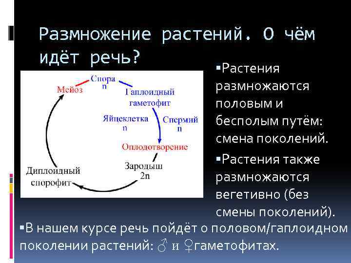 Размножение растений. О чём идёт речь? Растения размножаются половым и бесполым путём: смена поколений.