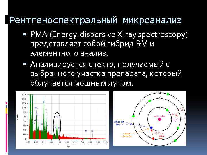 Рентгеноспектральный микроанализ РМА (Energy-dispersive X-ray spectroscopy) представляет собой гибрид ЭМ и элементного анализ. Анализируется