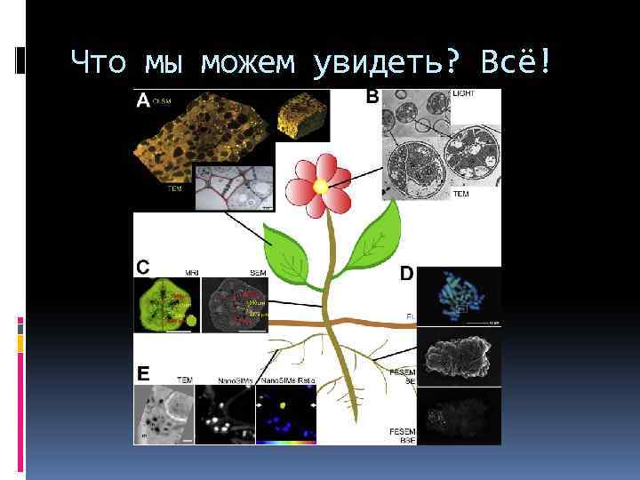 Какая ботаническая наука изучает процесс размножения растений. Что такое размножение в биологии 5 класс. Размножение это в биологии. Учебник биологии 8 класс размножение.