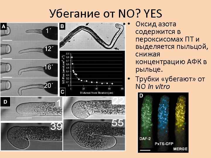 Убегание от NO? YES • Оксид азота содержится в пероксисомах ПТ и выделяется пыльцой,