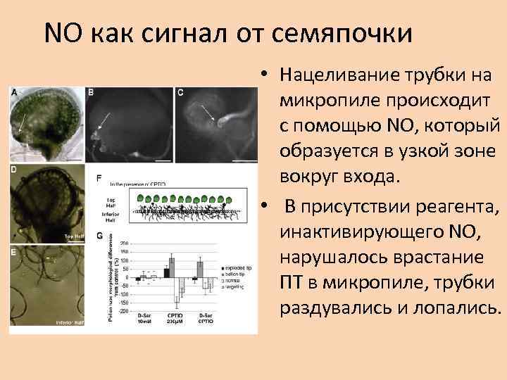 NO как сигнал от семяпочки • Нацеливание трубки на микропиле происходит с помощью NO,