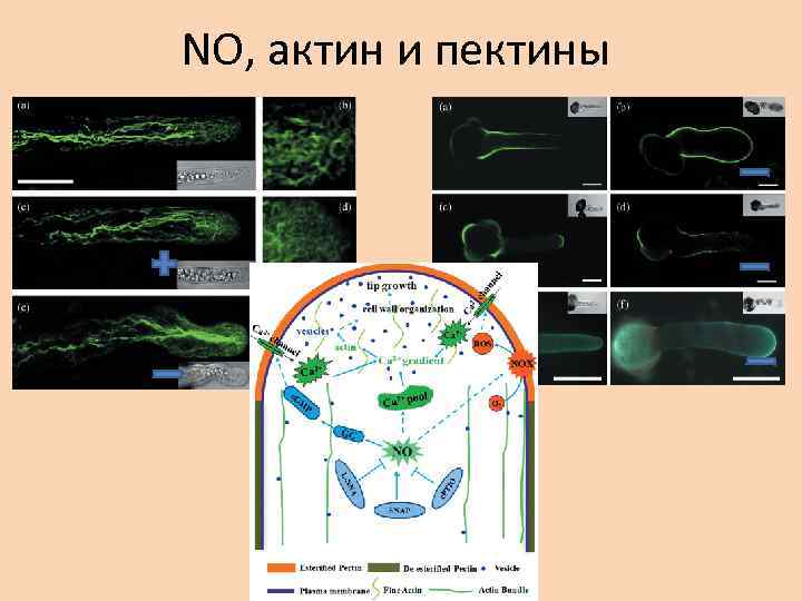 NО, актин и пектины 