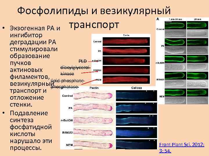  • Фосфолипиды и везикулярный Экзогенная PA и транспорт ингибитор деградации PA стимулировали образование