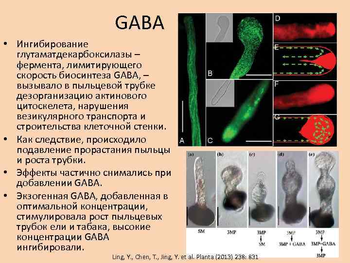 GABA • Ингибирование глутаматдекарбоксилазы – фермента, лимитирующего скорость биосинтеза GABA, – вызывало в пыльцевой