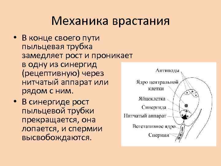 Механика врастания • В конце своего пути пыльцевая трубка замедляет рост и проникает в