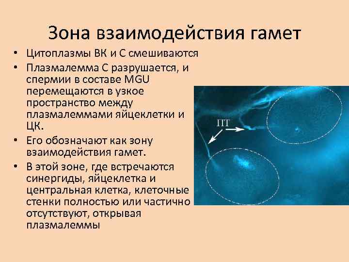 Зона взаимодействия гамет • Цитоплазмы ВК и С смешиваются • Плазмалемма С разрушается, и