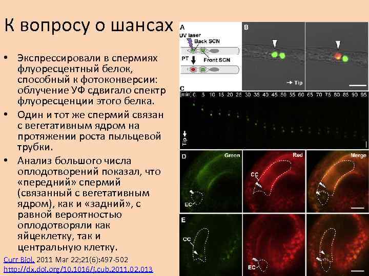 К вопросу о шансах • Экспрессировали в спермиях флуоресцентный белок, способный к фотоконверсии: облучение