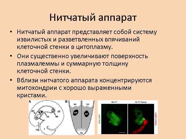 Нитчатый аппарат • Нитчатый аппарат представляет собой систему извилистых и разветвленных впячиваний клеточной стенки