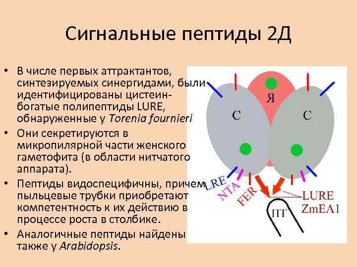 Сигнальные пептиды 2 Д • В числе первых аттрактантов, синтезируемых синергидами, были идентифицированы цистеинбогатые