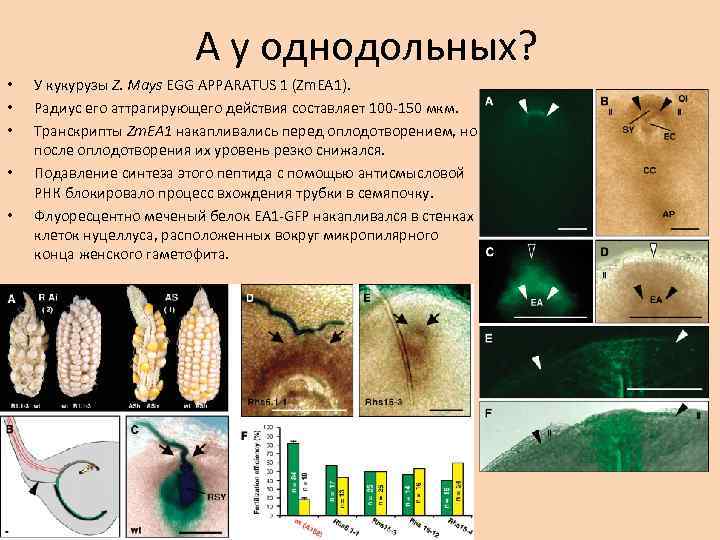 А у однодольных? • • • У кукурузы Z. Mays EGG APPARATUS 1 (Zm.