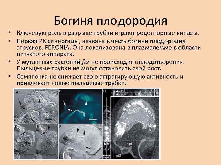 Богиня плодородия • Ключевую роль в разрыве трубки играют рецепторные киназы. • Первая РК