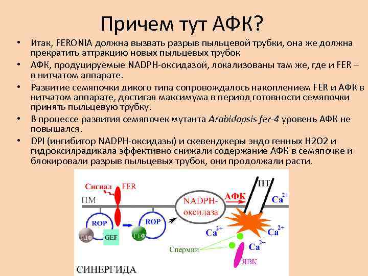 Причем тут АФК? • Итак, FERONIA должна вызвать разрыв пыльцевой трубки, она же должна