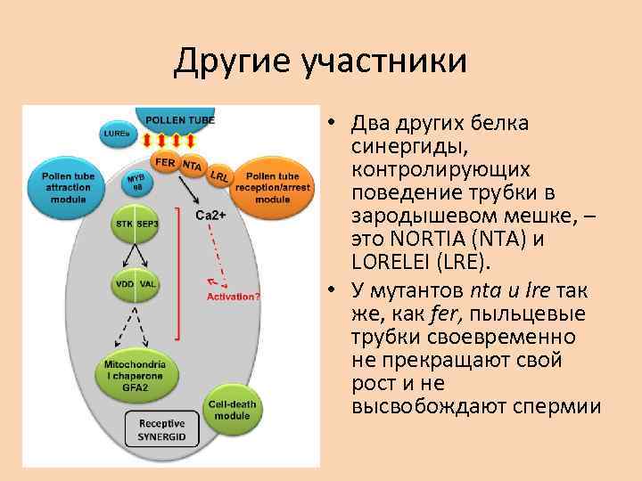 Другие участники • Два других белка синергиды, контролирующих поведение трубки в зародышевом мешке, –