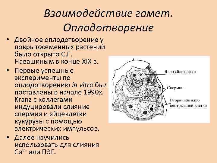 Взаимодействие гамет. Оплодотворение • Двойное оплодотворение у покрытосеменных растений было открыто С. Г. Навашиным