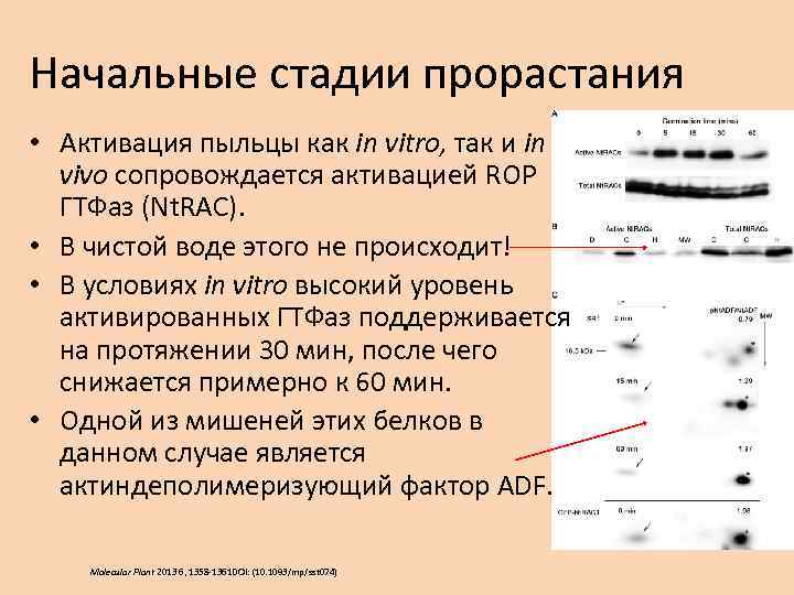 Начальные стадии прорастания • Активация пыльцы как in vitro, так и in vivo сопровождается