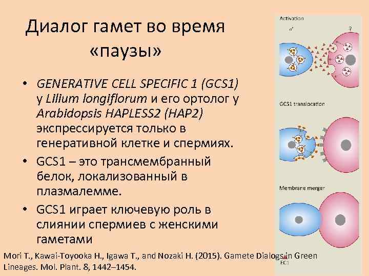 Диалог гамет во время «паузы» • GENERATIVE CELL SPECIFIC 1 (GCS 1) у Lilium