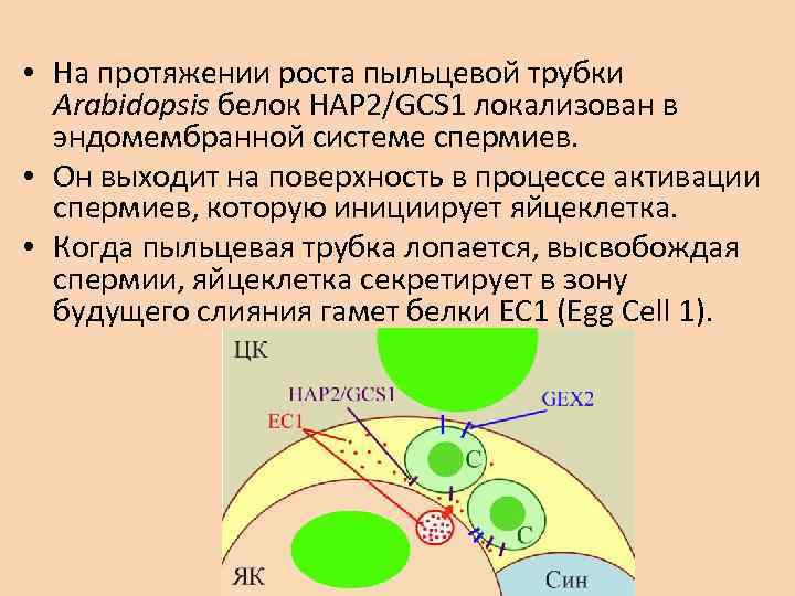  • На протяжении роста пыльцевой трубки Arabidopsis белок HAP 2/GCS 1 локализован в