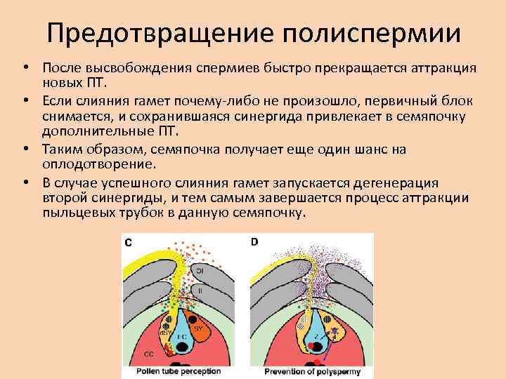 Предотвращение полиспермии • После высвобождения спермиев быстро прекращается аттракция новых ПТ. • Если слияния