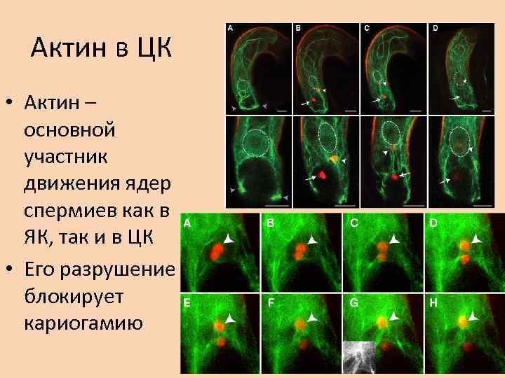 Актин в ЦК • Актин – основной участник движения ядер спермиев как в ЯК,