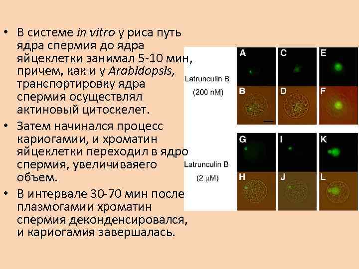  • В системе in vitro у риса путь ядра спермия до ядра яйцеклетки