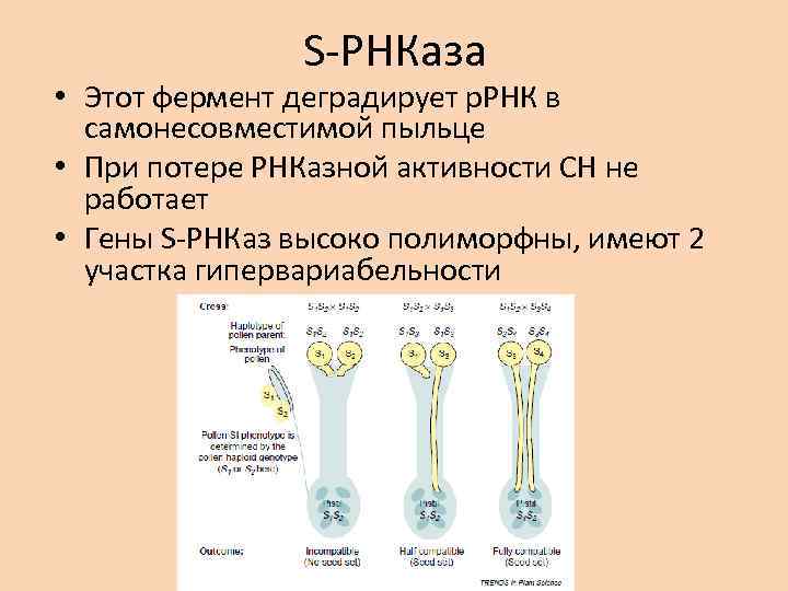 S-РНКаза • Этот фермент деградирует р. РНК в самонесовместимой пыльце • При потере РНКазной