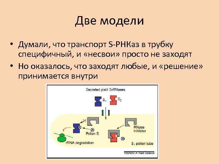 Две модели • Думали, что транспорт S-РНКаз в трубку специфичный, и «несвои» просто не