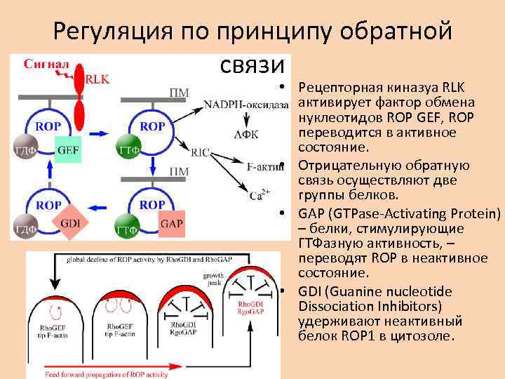 Регуляция по принципу обратной связи • Рецепторная киназуа RLK активирует фактор обмена нуклеотидов ROP