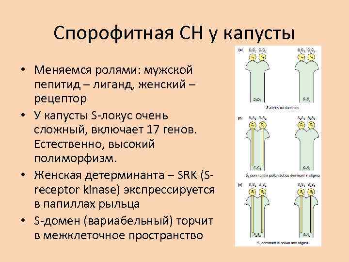 Спорофитная СН у капусты • Меняемся ролями: мужской пепитид – лиганд, женский – рецептор