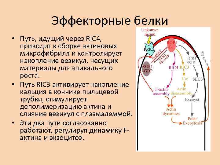 Эффекторные белки • Путь, идущий через RIC 4, приводит к сборке актиновых микрофибрилл и