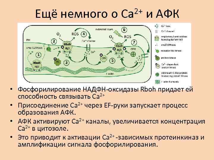 Ещё немного о Са 2+ и АФК • Фосфорилирование НАДФН-оксидазы Rboh придает ей способность