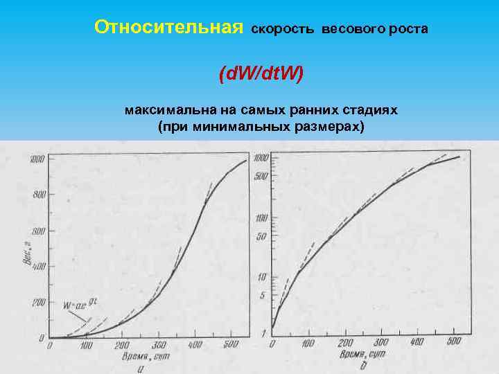 Относительная скорость весового роста (d. W/dt. W) максимальна на самых ранних стадиях (при минимальных