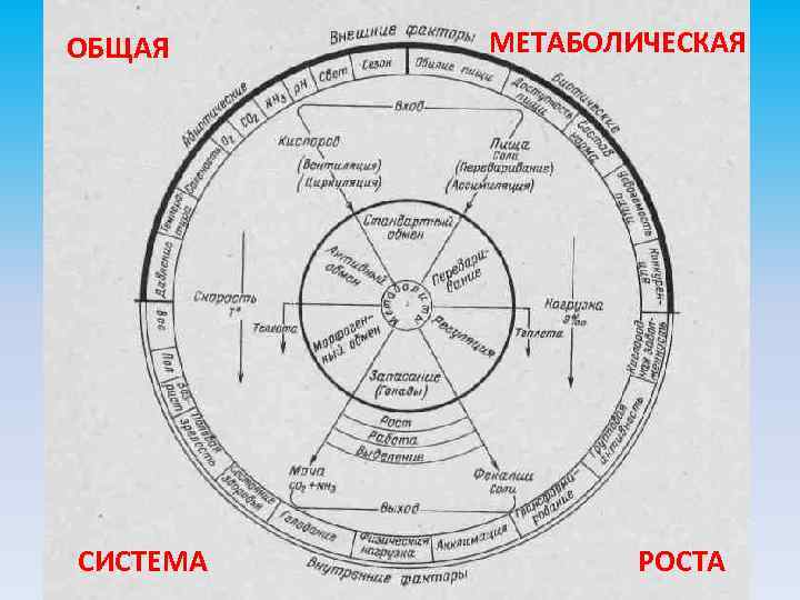 ОБЩАЯ СИСТЕМА МЕТАБОЛИЧЕСКАЯ РОСТА 