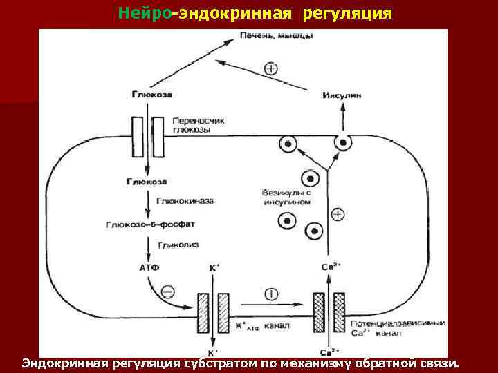 Нейро-эндокринная регуляция Эндокринная регуляция субстратом по механизму обратной связи. 