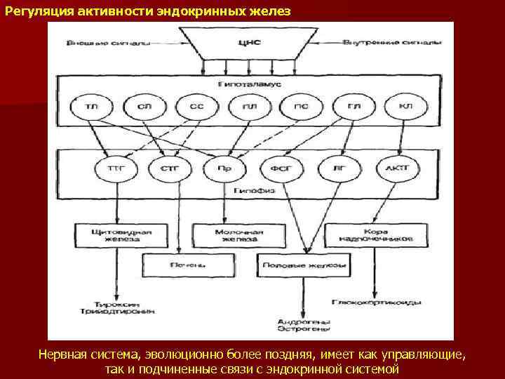 Регуляция активности эндокринных желез Нервная система, эволюционно более поздняя, имеет как управляющие, так и