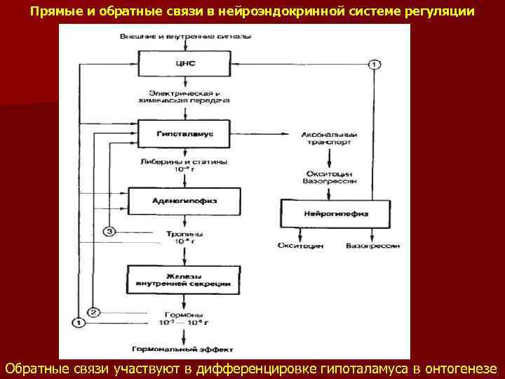 Прямые и обратные связи в нейроэндокринной системе регуляции Обратные связи участвуют в дифференцировке гипоталамуса