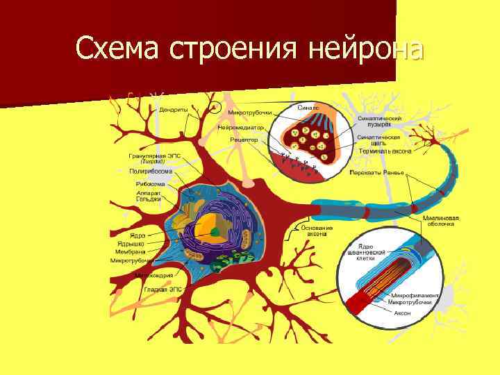 Схема строения нейрона 