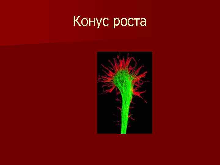 Конус роста 