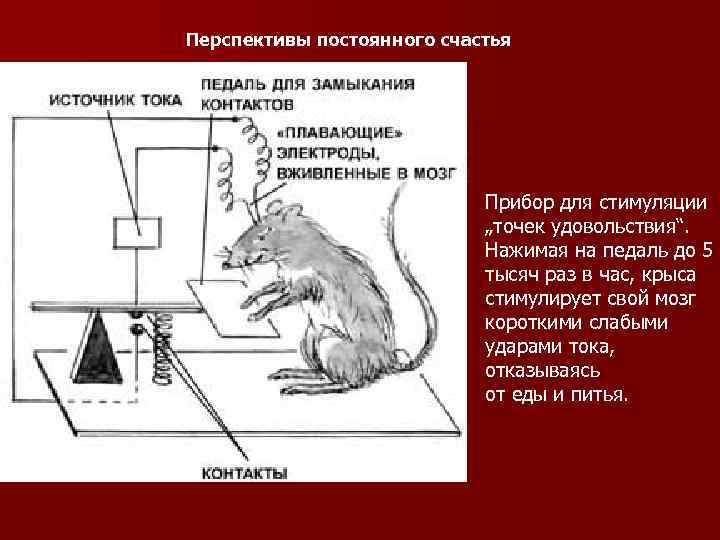 Перспективы постоянного счастья Прибор для стимуляции „точек удовольствия“. Нажимая на педаль до 5 тысяч