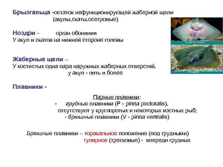 Брызгальца -остаток нефункционирующей жаберной щели (акулы, скаты, осетровые) Ноздри - орган обоняния У акул