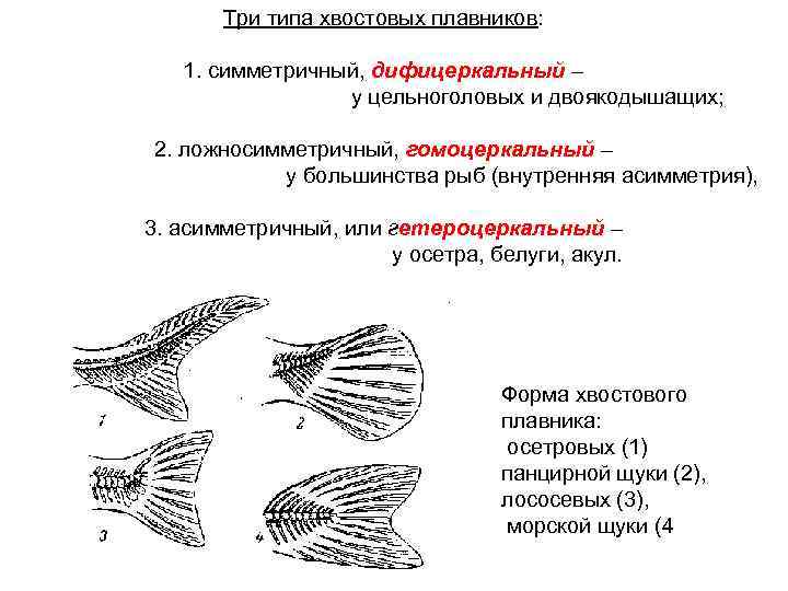 Хвостовой плавник у рыб