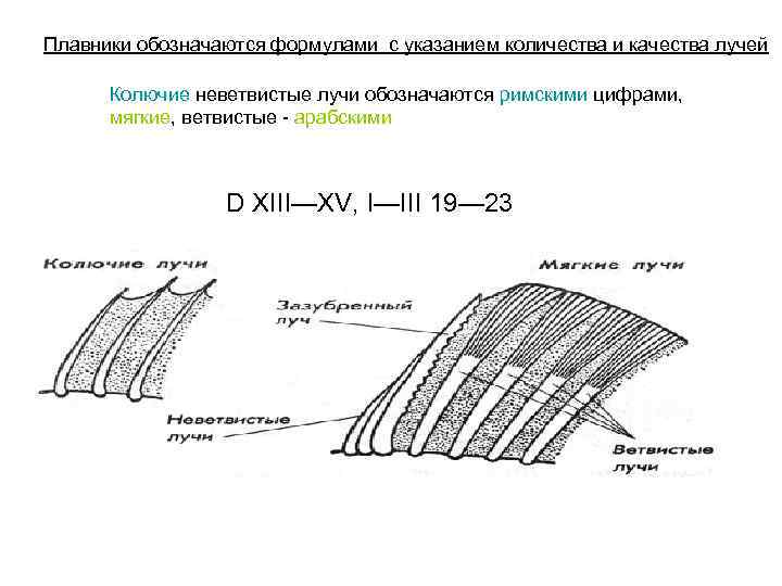 Плавники обозначаются формулами с указанием количества и качества лучей Колючие неветвистые лучи обозначаются римскими