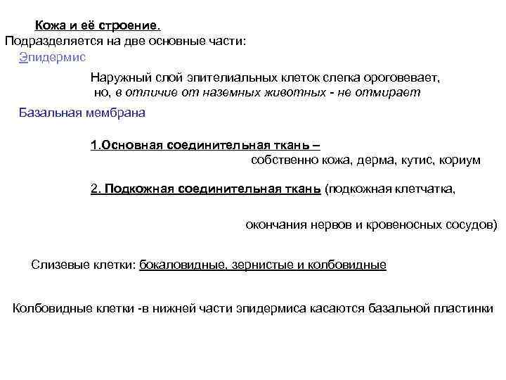 Кожа и её строение. Подразделяется на две основные части: Эпидермис Наружный слой эпителиальных клеток