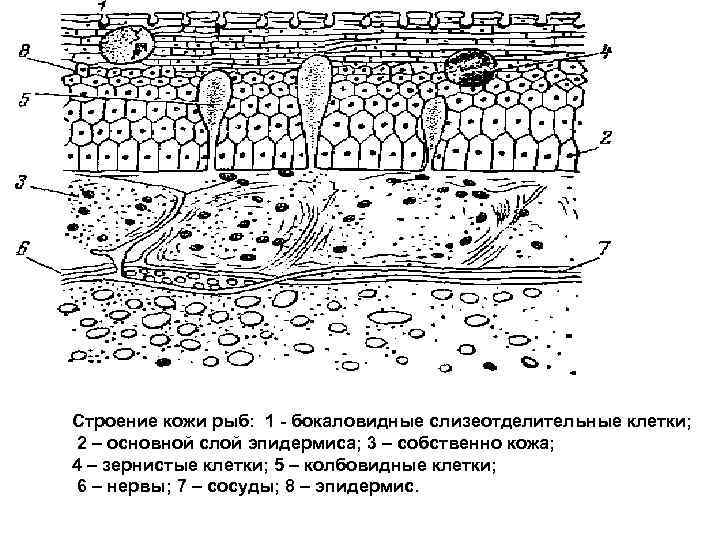 Строение кожи рыб: 1 - бокаловидные слизеотделительные клетки; 2 – основной слой эпидермиса; 3