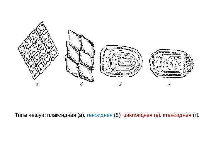 Типы чешуи: плакоидная (а), ганоидная (б), циклоидная (в), ктеноидная (г), 