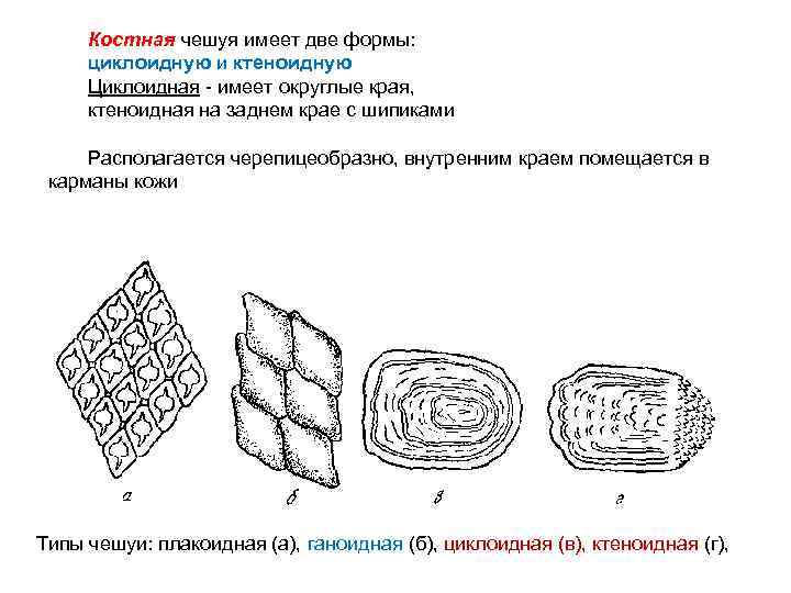 Циклоидная чешуя. Строение ктеноидной чешуей. Ктеноидная и циклоидная чешуя. Ганоидная чешуя строение. Строение циклоидной чешуи рыбы.