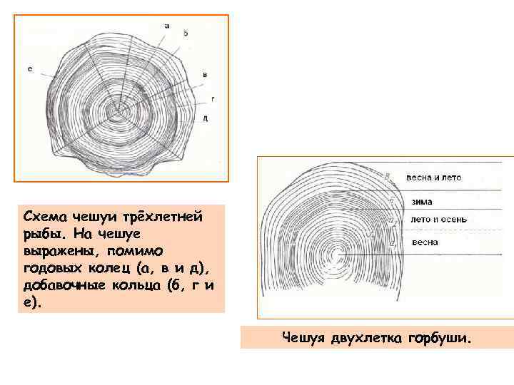 Схема чешуи трёхлетней рыбы. На чешуе выражены, помимо годовых колец (а, в и д),