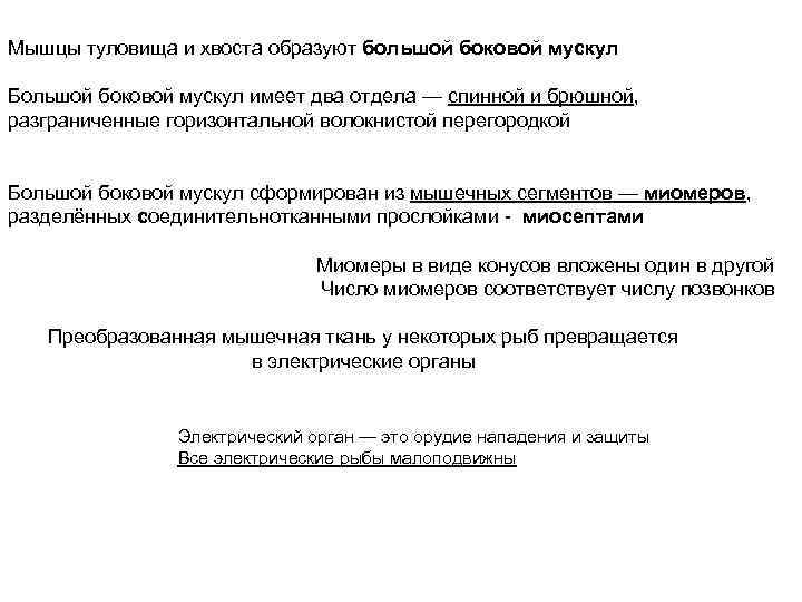 Мышцы туловища и хвоста образуют большой боковой мускул Большой боковой мускул имеет два отдела