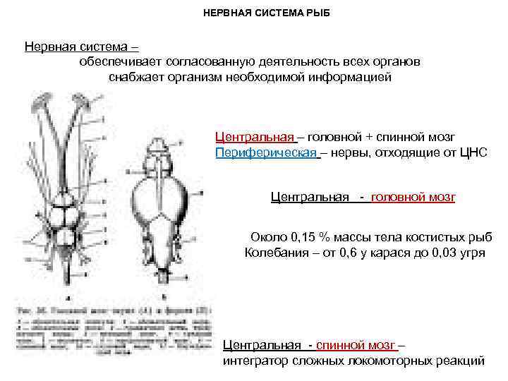 НЕРВНАЯ СИСТЕМА РЫБ Нервная система – обеспечивает согласованную деятельность всех органов снабжает организм необходимой